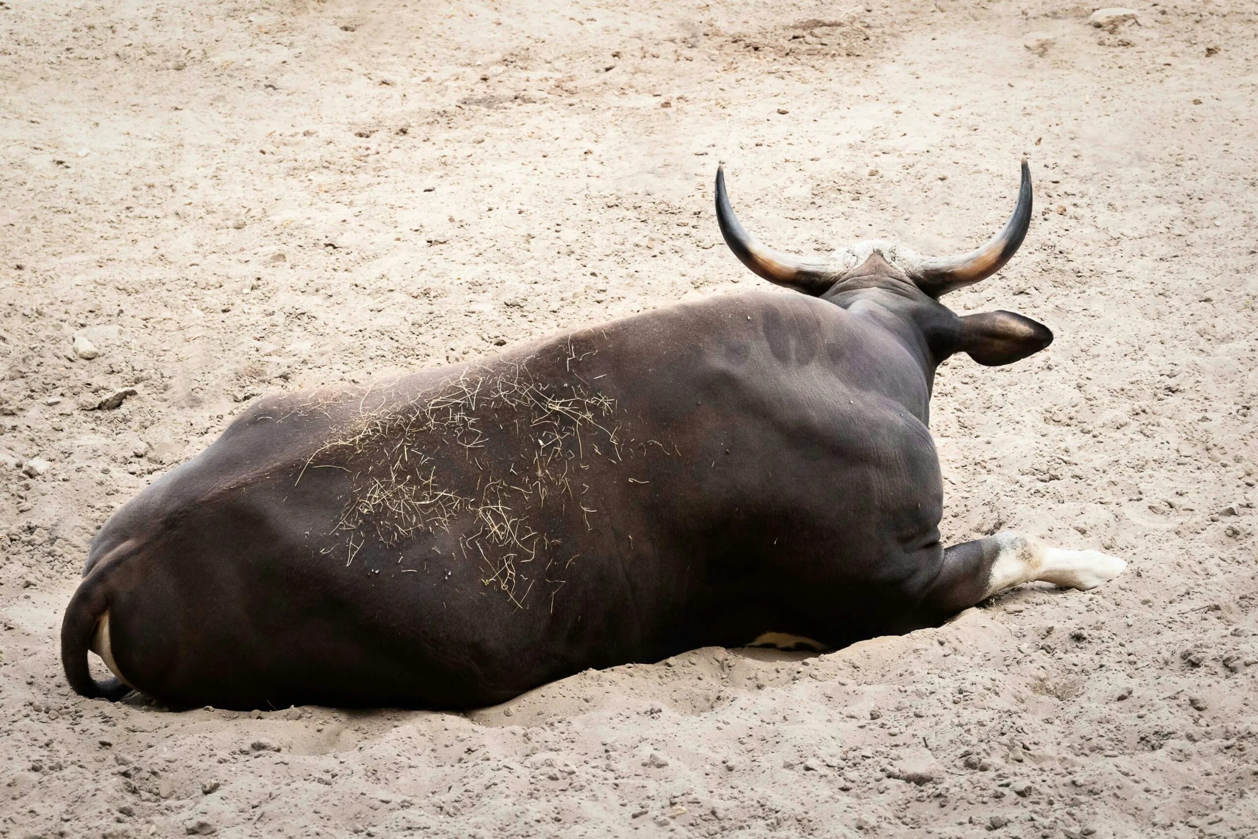 “Бики Біткоїна активізуються, оскільки великі гравці та акули купують на зниженні”.